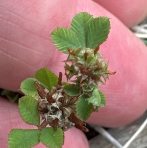 Trifolium glomeratum at Aranda, ACT - 2 Jan 2024