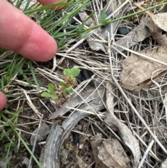 Trifolium glomeratum at Aranda, ACT - 2 Jan 2024