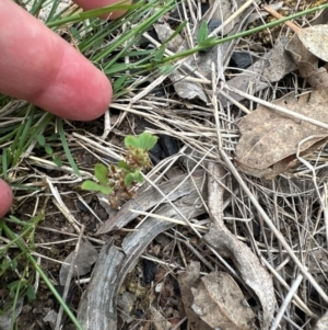 Trifolium glomeratum at Aranda Bushland - 2 Jan 2024