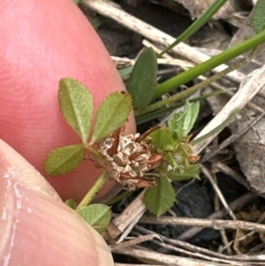 Trifolium glomeratum at Aranda, ACT - 2 Jan 2024