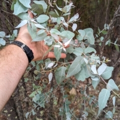 Eucalyptus bridgesiana (Apple Box) at Kambah, ACT - 2 Jan 2024 by JP95
