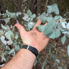 Eucalyptus bridgesiana at Bullen Range - 2 Jan 2024
