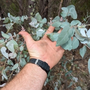 Eucalyptus bridgesiana at Bullen Range - 2 Jan 2024