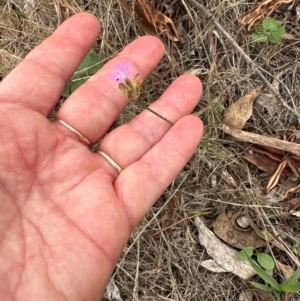 Petrorhagia nanteuilii at Aranda, ACT - 2 Jan 2024