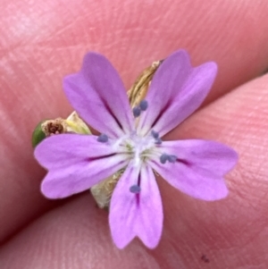 Petrorhagia nanteuilii at Aranda Bushland - 2 Jan 2024