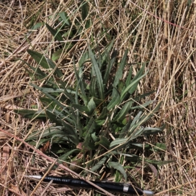 Senecio gunnii (Mountains Fireweed) at Dry Plain, NSW - 11 Nov 2023 by AndyRoo