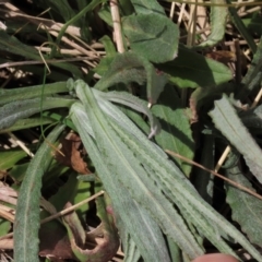 Senecio gunnii at Top Hut TSR - 11 Nov 2023 02:08 PM