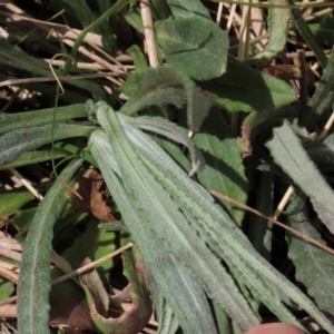 Senecio gunnii at Top Hut TSR - 11 Nov 2023 02:08 PM