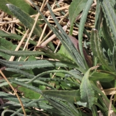 Senecio gunnii at Top Hut TSR - 11 Nov 2023 02:08 PM