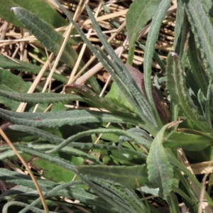 Senecio gunnii at Top Hut TSR - 11 Nov 2023 02:08 PM