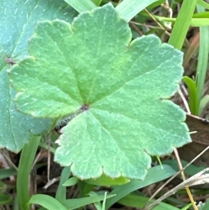 Hydrocotyle laxiflora at Aranda, ACT - 2 Jan 2024