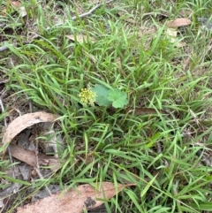 Hydrocotyle laxiflora at Aranda, ACT - 2 Jan 2024 12:38 PM