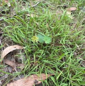 Hydrocotyle laxiflora at Aranda Bushland - 2 Jan 2024