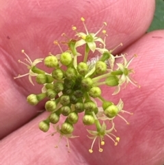 Hydrocotyle laxiflora at Aranda, ACT - 2 Jan 2024