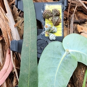 Eucalyptus globulus subsp. bicostata at Yarralumla, ACT - 2 Jan 2024 11:58 AM