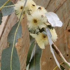 Eucalyptus globulus subsp. bicostata at Yarralumla, ACT - 2 Jan 2024 11:58 AM