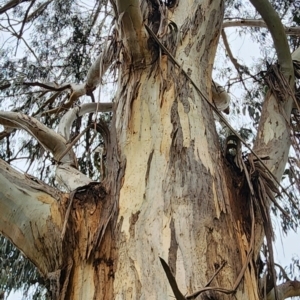 Eucalyptus globulus subsp. bicostata at Yarralumla, ACT - 2 Jan 2024
