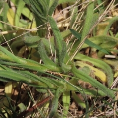 Leptorhynchos elongatus at Top Hut TSR - 11 Nov 2023