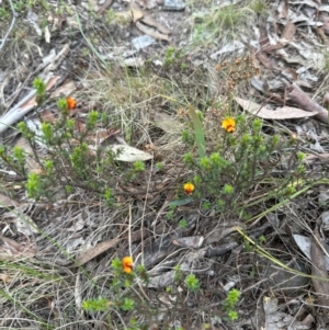 Pultenaea procumbens at Aranda, ACT - 2 Jan 2024 12:54 PM