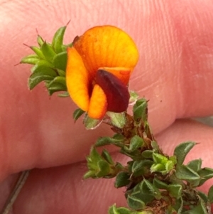 Pultenaea procumbens at Point 4522 - 2 Jan 2024