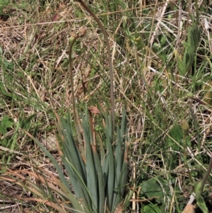 Bulbine glauca at Top Hut TSR - 11 Nov 2023