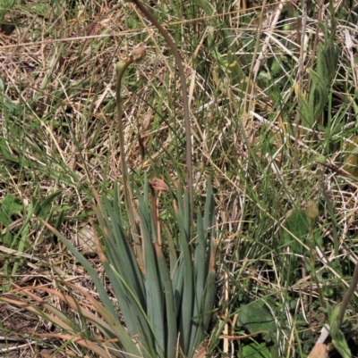 Bulbine glauca (Rock Lily) at Dry Plain, NSW - 11 Nov 2023 by AndyRoo