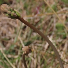 Bulbine glauca at Top Hut TSR - 11 Nov 2023