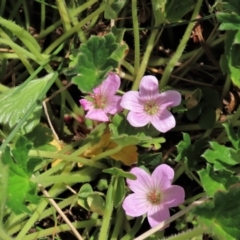 Geranium antrorsum (Rosetted Cranesbill) at Dry Plain, NSW - 11 Nov 2023 by AndyRoo