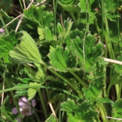 Geranium antrorsum at Top Hut TSR - 11 Nov 2023