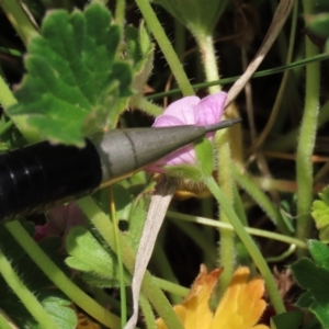 Geranium antrorsum at Top Hut TSR - 11 Nov 2023