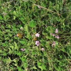 Geranium antrorsum at Top Hut TSR - 11 Nov 2023 02:25 PM