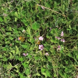 Geranium antrorsum at Top Hut TSR - 11 Nov 2023