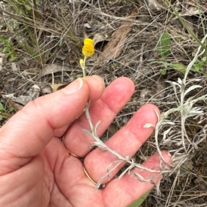 Chrysocephalum apiculatum at Aranda, ACT - 2 Jan 2024