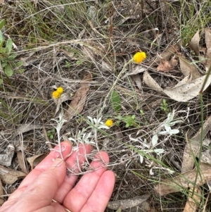 Chrysocephalum apiculatum at Aranda, ACT - 2 Jan 2024