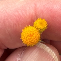 Chrysocephalum apiculatum at Aranda Bushland - 2 Jan 2024