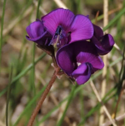 Swainsona sericea (Silky Swainson-Pea) at Top Hut TSR - 11 Nov 2023 by AndyRoo