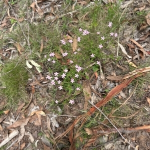 Centaurium erythraea at Aranda, ACT - 2 Jan 2024 01:12 PM