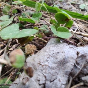 Dichondra repens at Colac Colac, VIC - 30 Dec 2023 02:53 PM