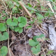 Dichondra repens at Colac Colac, VIC - 30 Dec 2023 02:53 PM