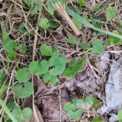 Dichondra repens at Colac Colac, VIC - 30 Dec 2023 02:53 PM