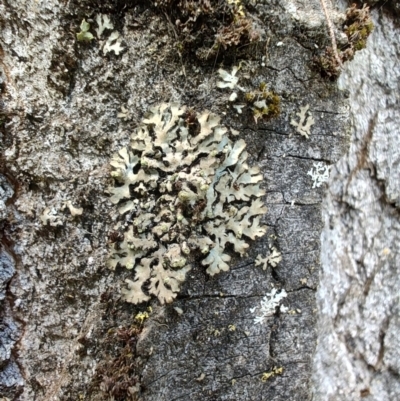 Unverified Lichen at Colac Colac, VIC - 28 Dec 2023 by LyndalT