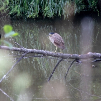 Nycticorax caledonicus (Nankeen Night-Heron) at Fyshwick, ACT - 1 Jan 2024 by Dalice