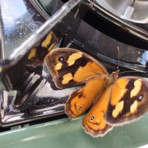 Heteronympha merope at Colac Colac, VIC - 28 Dec 2023