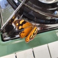 Heteronympha merope at Colac Colac, VIC - 28 Dec 2023