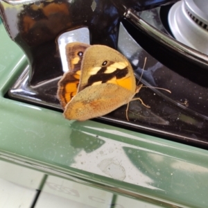 Heteronympha merope at Colac Colac, VIC - 28 Dec 2023