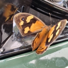 Heteronympha merope at Colac Colac, VIC - 28 Dec 2023