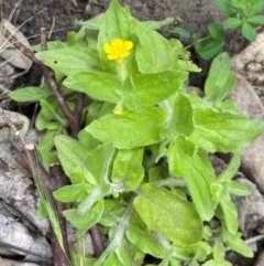 Erythranthe moschata at Kosciuszko National Park - 29 Dec 2023