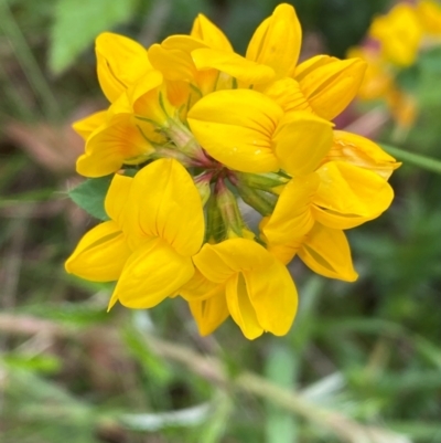 Lotus uliginosus (Birds-foot Trefoil) at Kosciuszko National Park - 29 Dec 2023 by SteveBorkowskis