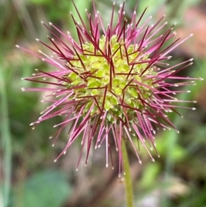 Acaena novae-zelandiae at Adaminaby, NSW - 29 Dec 2023