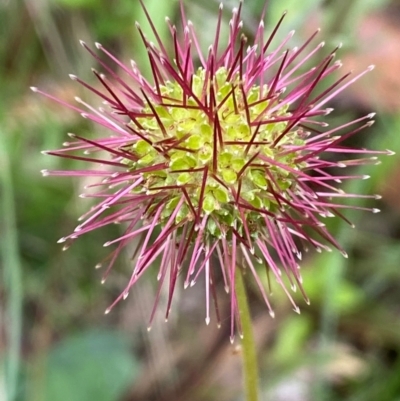 Acaena novae-zelandiae (Bidgee Widgee) at Adaminaby, NSW - 29 Dec 2023 by SteveBorkowskis